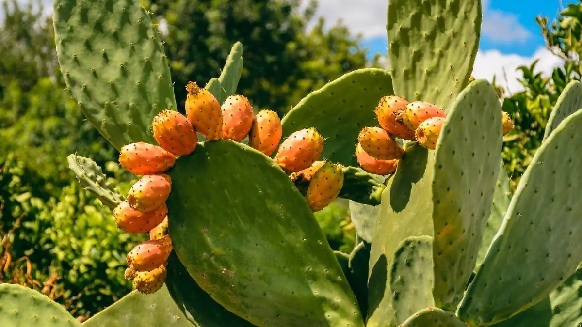 2 La temporada de tunas ha llegado