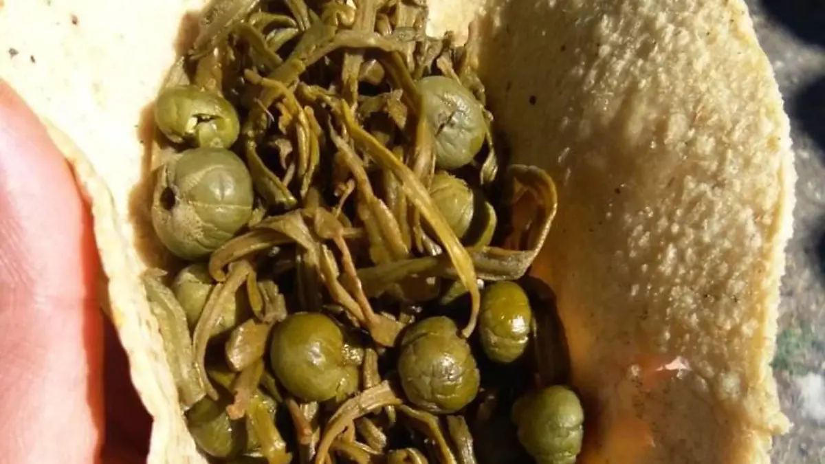 Quelite Santo sabor prehispánico de la mixteca