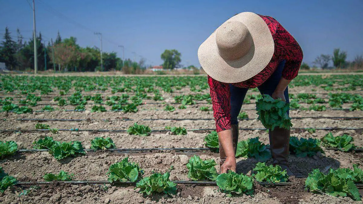 Producción de lechuga 1.jpg