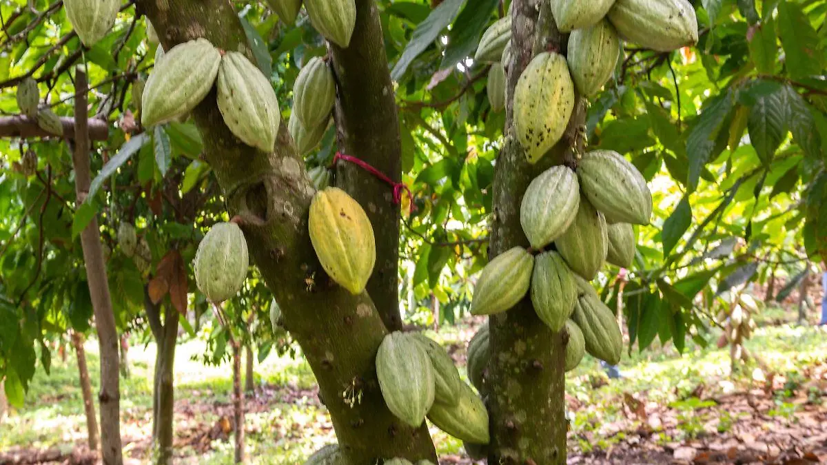 cacao y chocolate 2