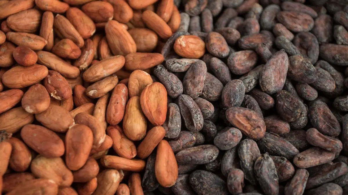 CIUDAD DE MÉXICO, 04MAYO2019.  El Festival Cacao para Todos se realiza en el ex Convento de Culhuacán, donde productores y artesanos del cacao y del chocolate lo ofrecen en forma de bebidas como el tejate, dulces e inclusive maquillaje. El cacao, también conocido como alimento de los Dioses tiene un origen prehispánico y a lo largo de los años ha ido cambiando su forma de consumo hasta lo que hoy conocemos como chocolate. FOTO: ISAAC ESQUIVEL /CUARTOSCURO