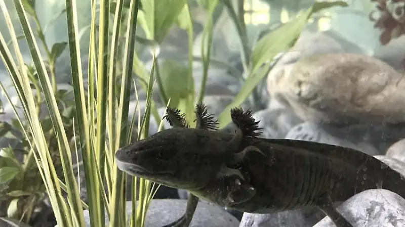 Museo del Axolote 1