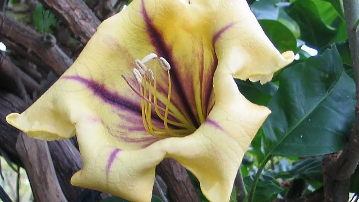 640px Solandra maxima 1