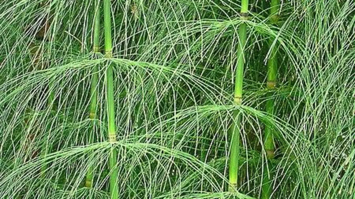 Esquisetum myriochaeum          UBBG