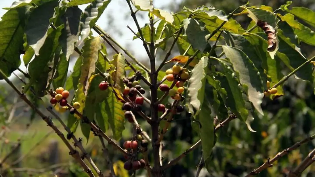 Plantaciones de Café   Cafetaleros   Cafeticultores