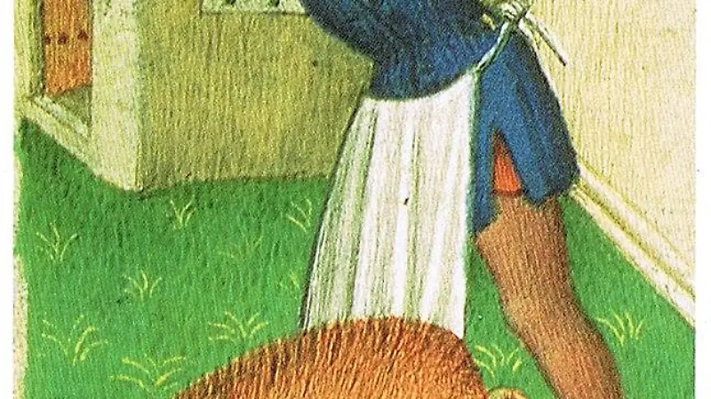 646px Medieval pig slaughter