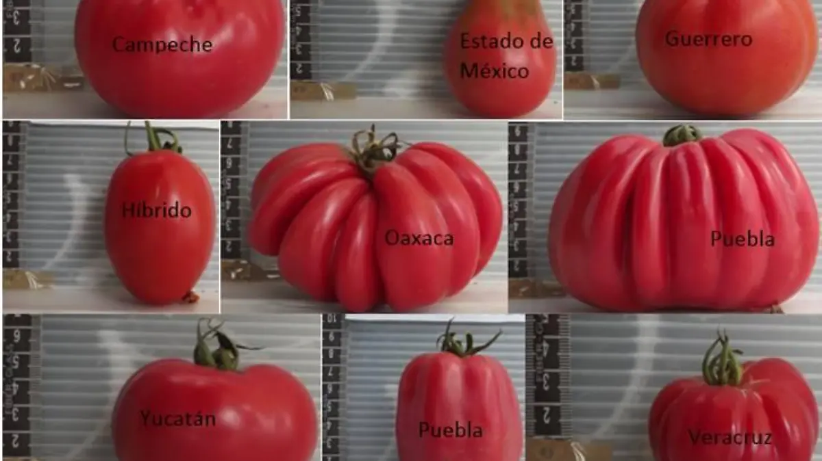 2007 3380 revbio 10 e1413 gf2