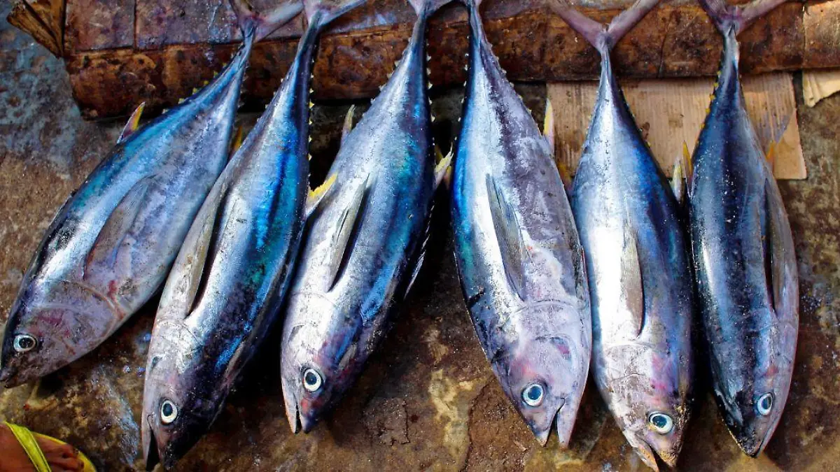 3 Aderezo Beneficios del atun y como elegir al mejor 