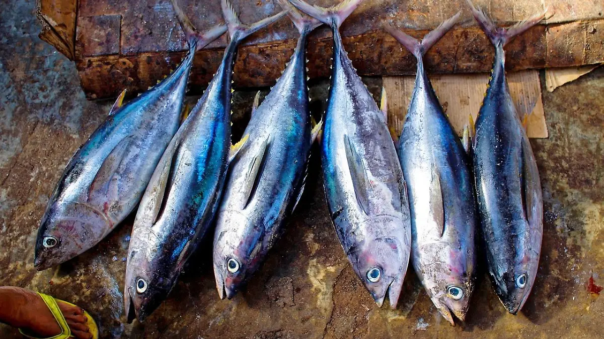 tuna fish 954073 1280