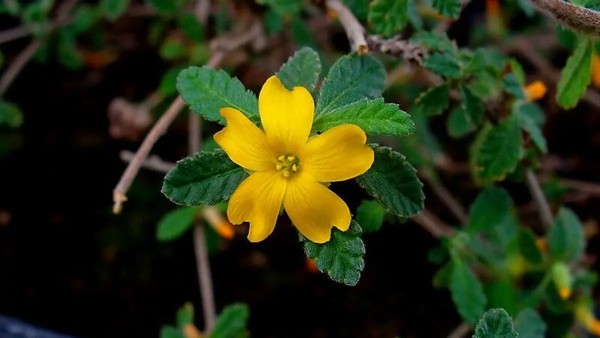Turnera diffusa var. aphrodisiaca 002
