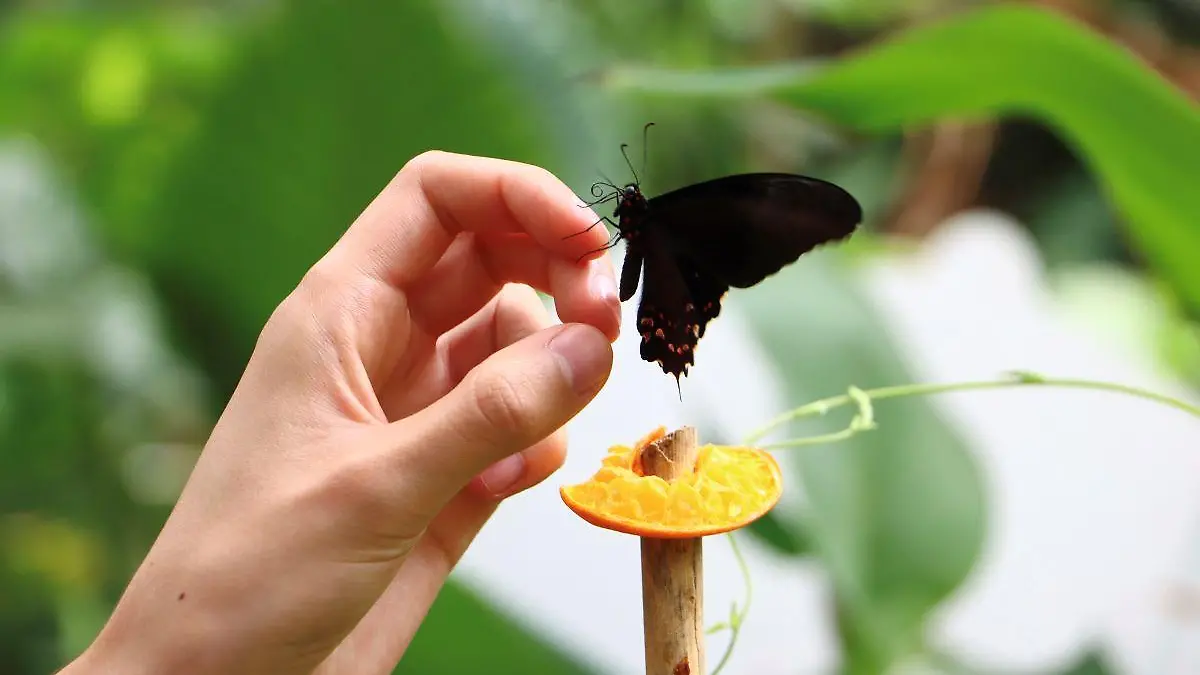 Como comen las mariposas