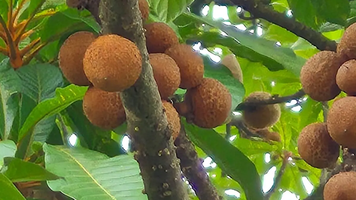 FRUTO