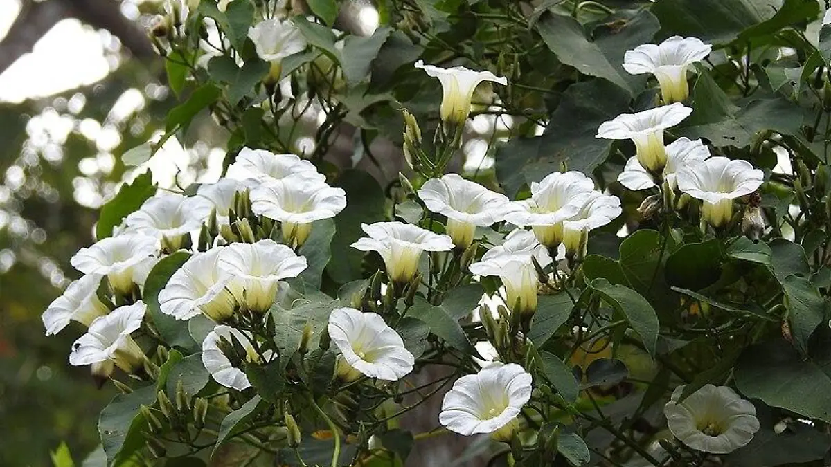 Christmas vine iNaturalist