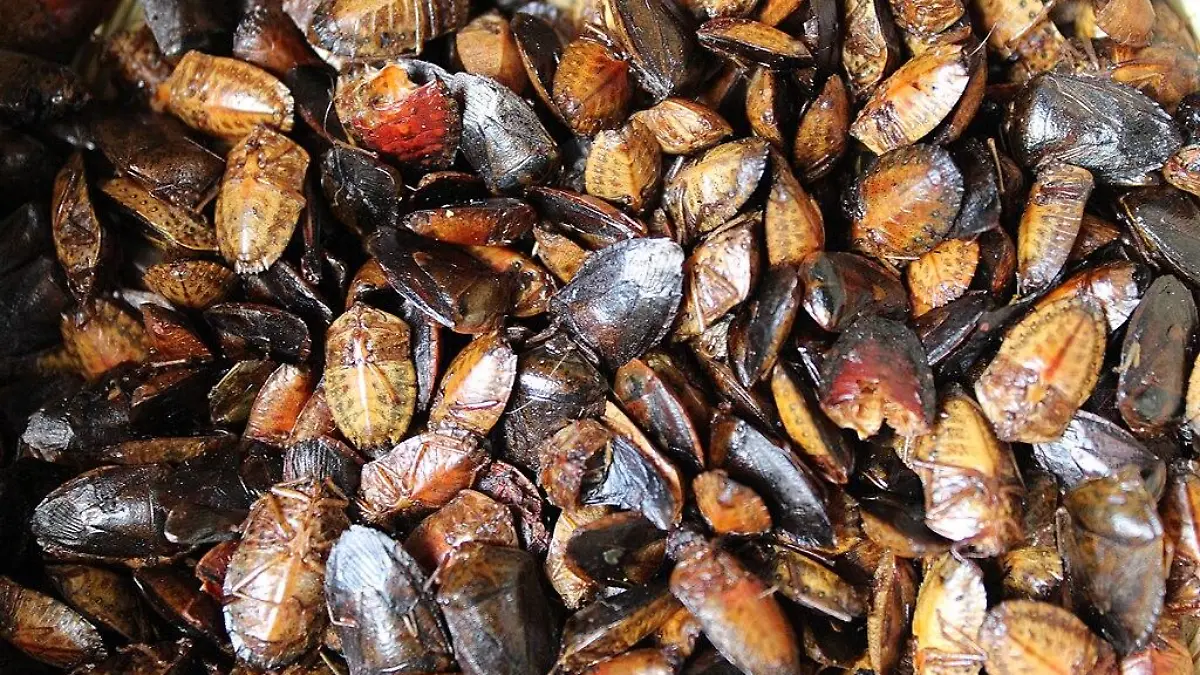 Insectos comestibles en Mexico