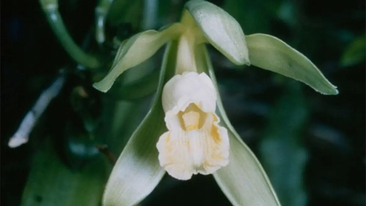 Vanilla planifolia 1