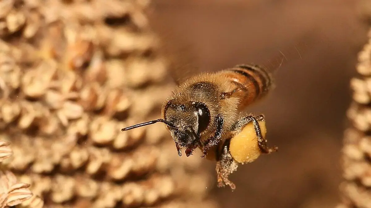 Apis mellifera flying