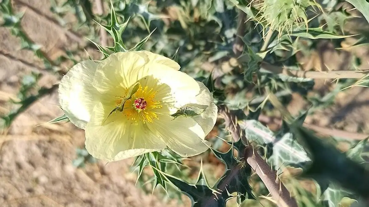 Cardo santo o chicalote Argemone ochroleuca
