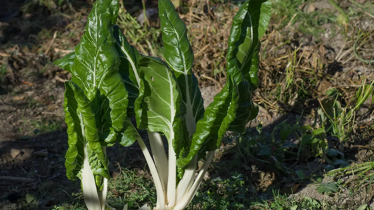 chard g59d69df6d 1920