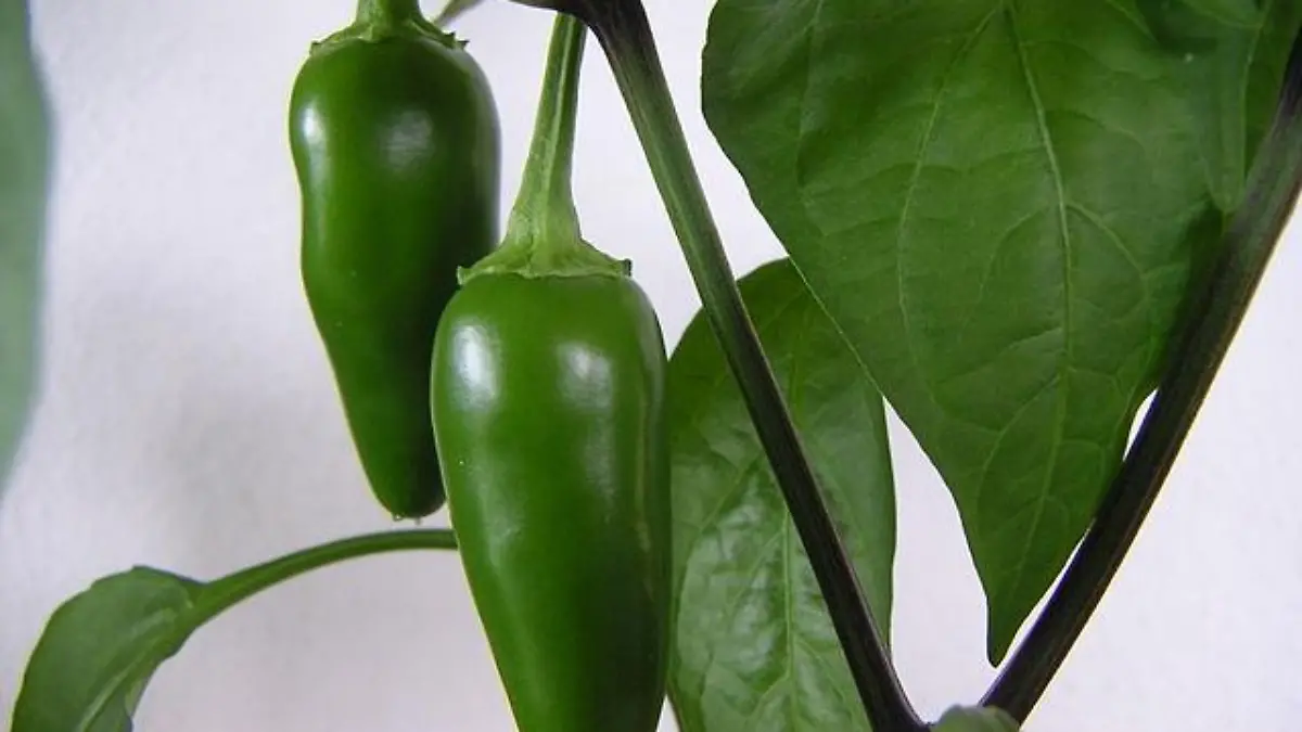 640px Immature jalapeno capsicum annuum var annuum