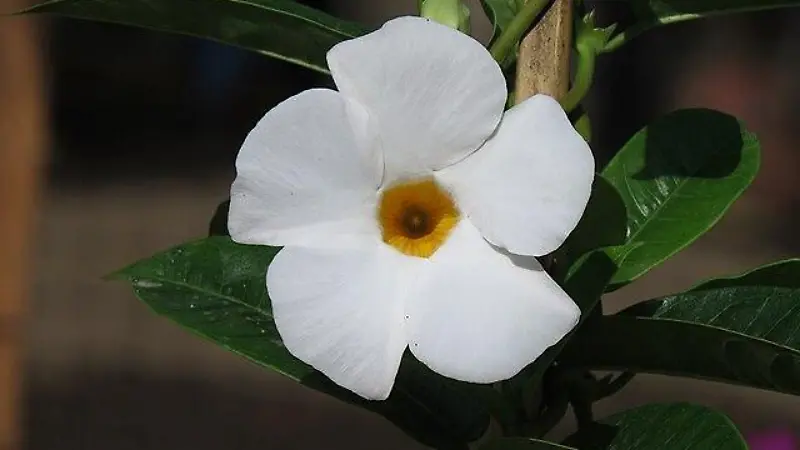 Bejuco Mandevilla boliviensis   Flickr   Alejandro Bayer