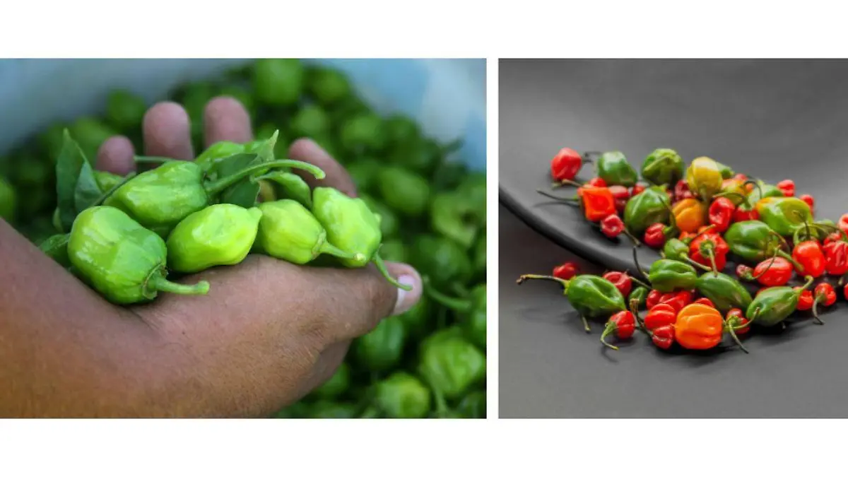 3 Aderezo Chiles habaneros origen