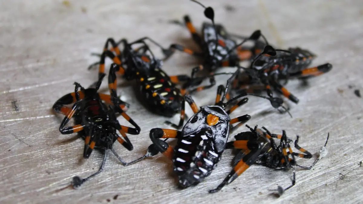 XamuesAsados ArturoAguilar