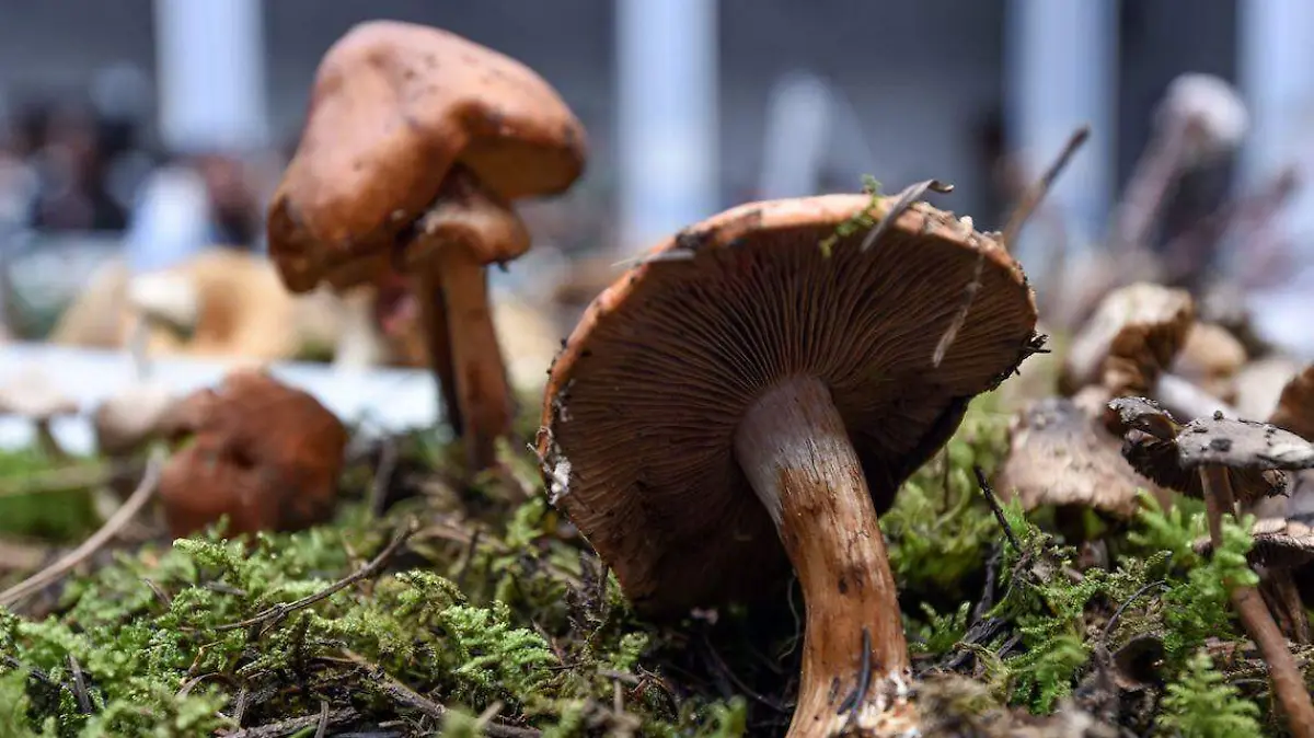 cuartoscuro_718722_digital