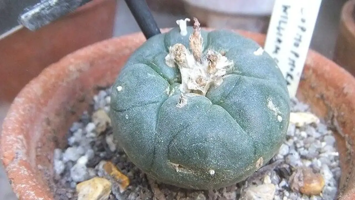 Lophophora williamsii Peyote