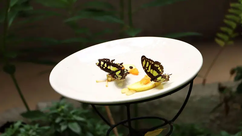Que comen las mariposas