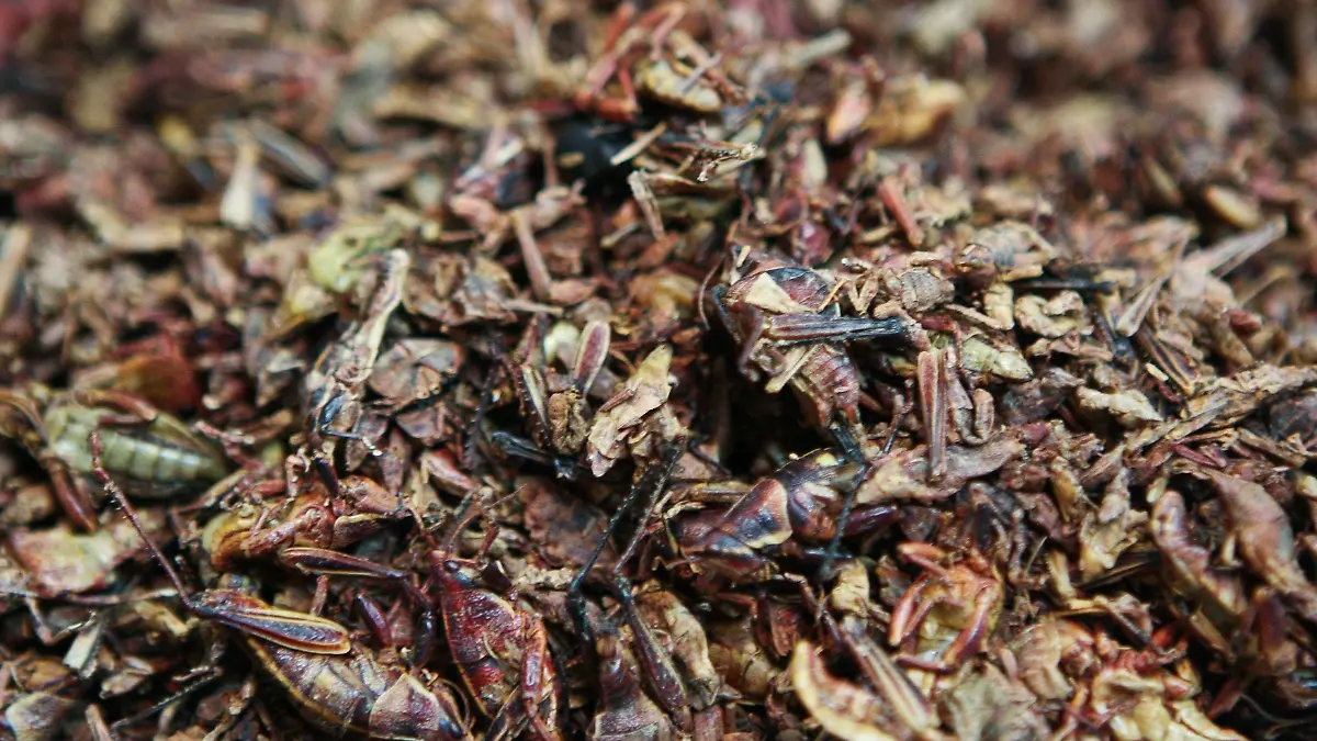 MÉXICO, D.F., 22DICIEMBRE2010.  En el Mercado de San Juan, cientos de personas acuden a buscar lechones y pavos para la cena de Navidad, sin embargo, también encuentran venado, león, cocodrilo, jabalí, entre otras carnes exóticas, así como gusanos de maguey y chapulines. FOTO: ISAAC ESQUIVEL/CUARTOSCURO.COM