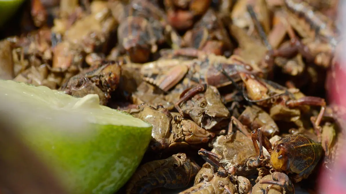 CHILPANCINGO, GUERRERO, 28FEBRERO2016.  Asistentes a la muestra gastronómica en el Festival del Chapulín saborearon a este insecto, “Que es muy nutritivo y no contienen grasa” dijeron los organizadores de estudiantes del segundo semestre del Instituto Windsor. FOTO: JOSÉ I. HERNÁNDEZ / CUARTOSCURO.COM