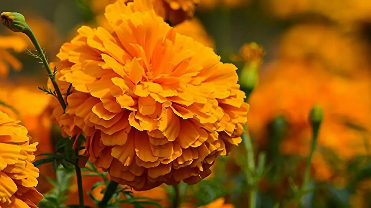 Copia de PROP CEMPASUCHITL 4 Foto Erika Albisua