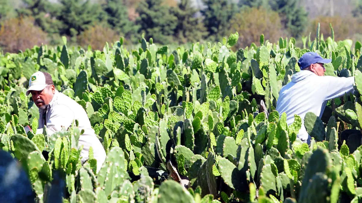 SALAMANCA   Circuito del nopal, el atractivo escondido de Salamanca (7)
