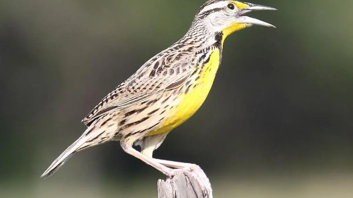 800px Sturnella magna  Mexico 8