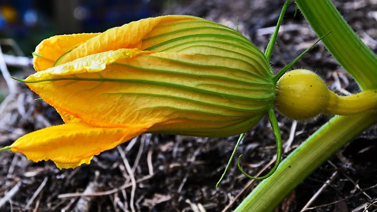 pumpkin 2640100 1280
