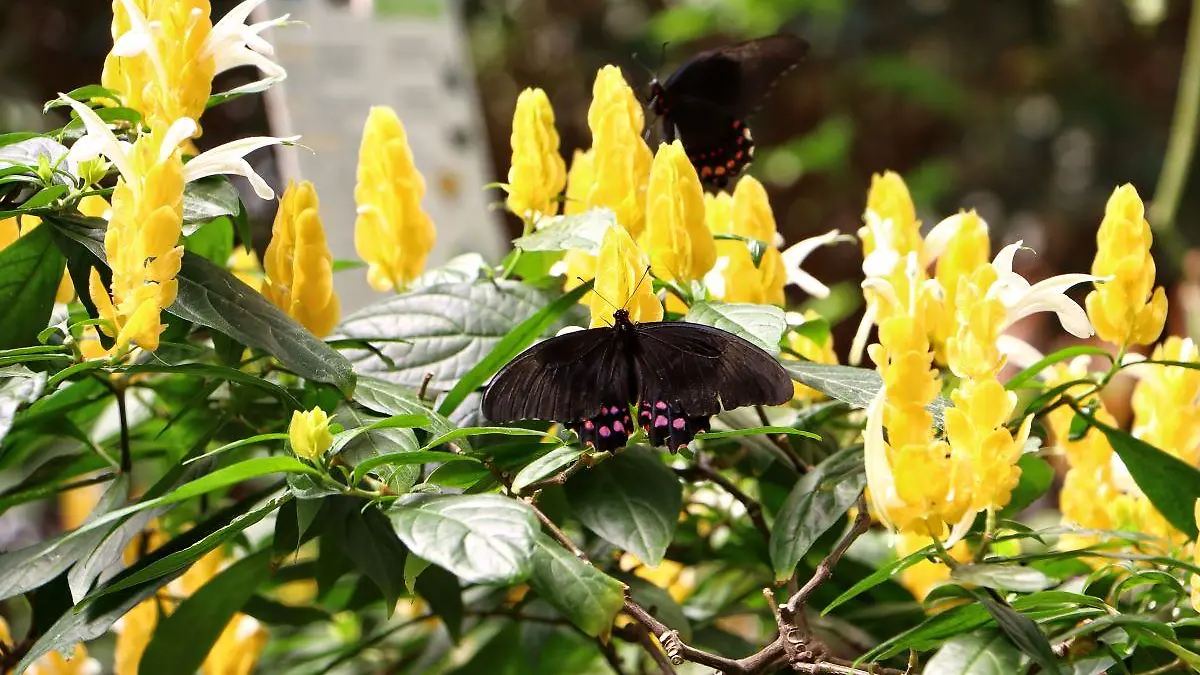 Que pueden comer las mariposas