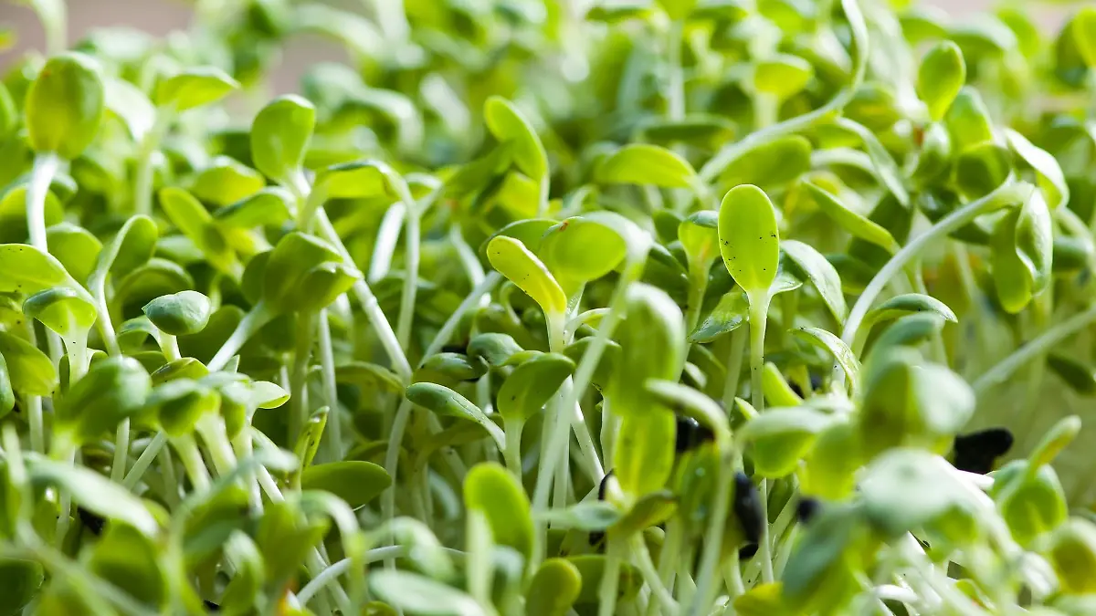 sunflower sprout 5152812 1920