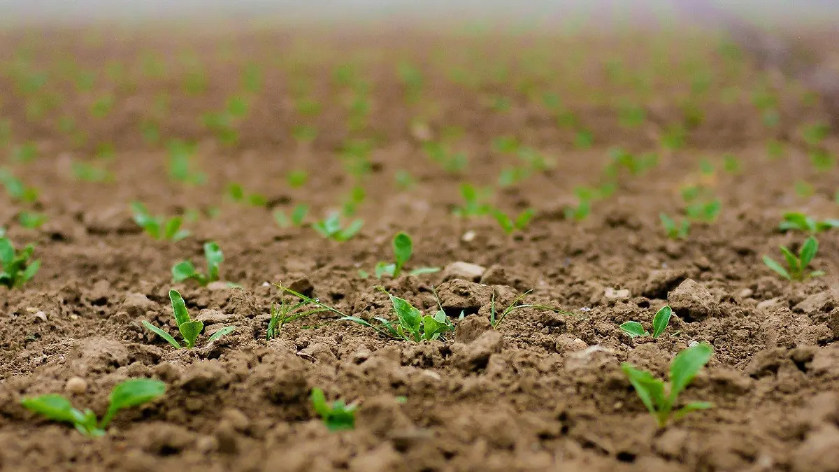 seedlings 4186033 1920