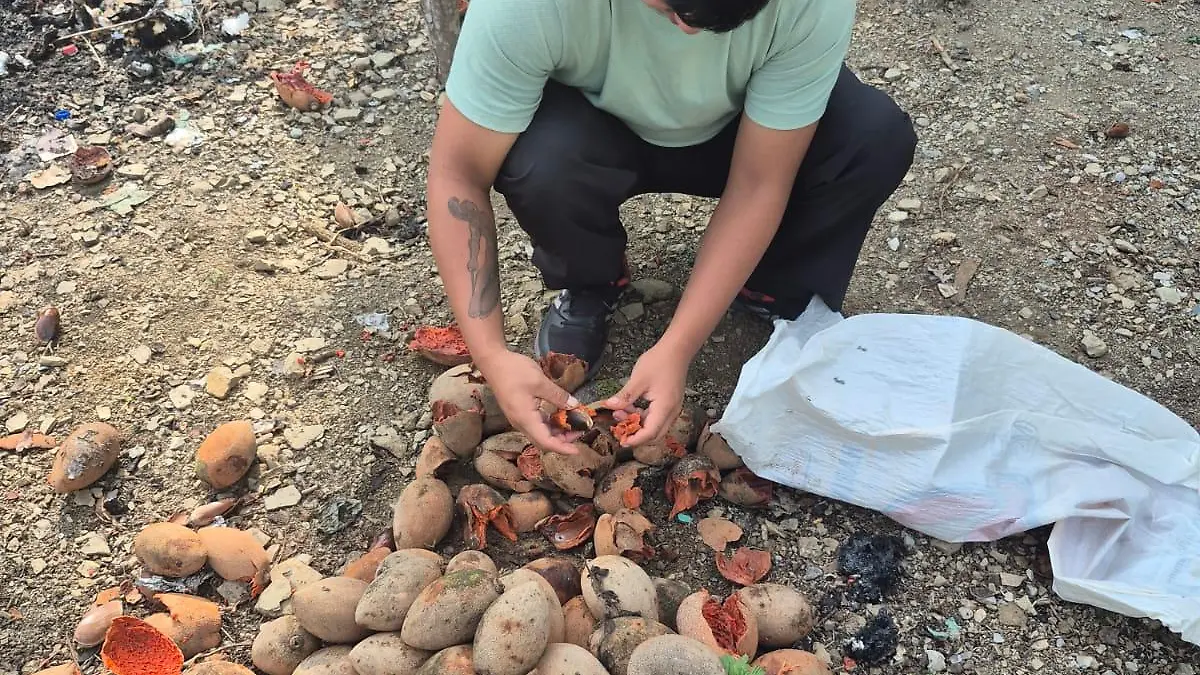 RECOLECCION DE LA SEMILLA DEL HUESO DE MAMEY