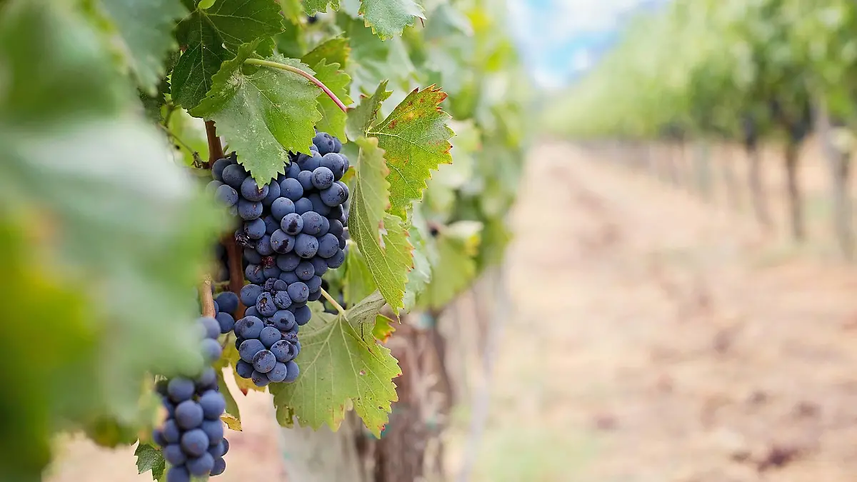 grapes 1952035 1920