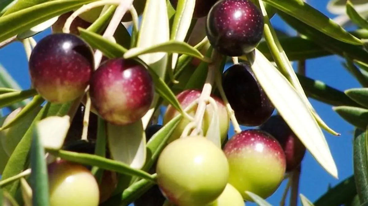 manzanilla cacerena soleae 1