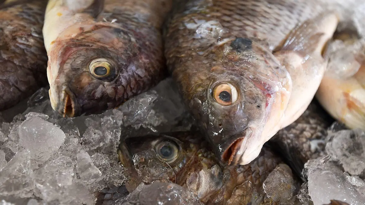 ODECO realizó la revisión de básculas y precios en San Luis Mextepec por la venta de pescado con motivo de la Cuaresma.