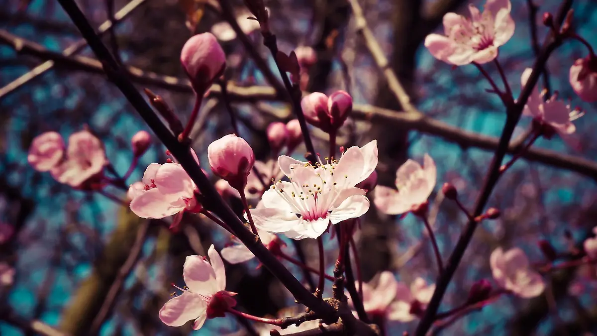 almond blossoms 1229138 1920