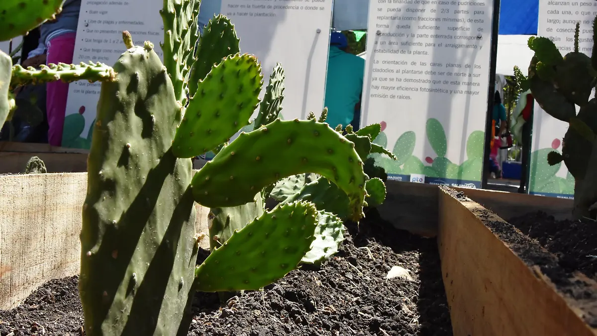 SALAMANCA   Circuito del nopal, el atractivo escondido de Salamanca (10)