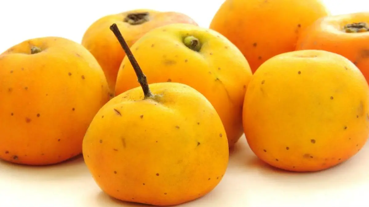 raiz de tejocote crataegus 60 caps 350 mg cu envio gratis D NQ NP 977107 MLM30440577828 052019 F