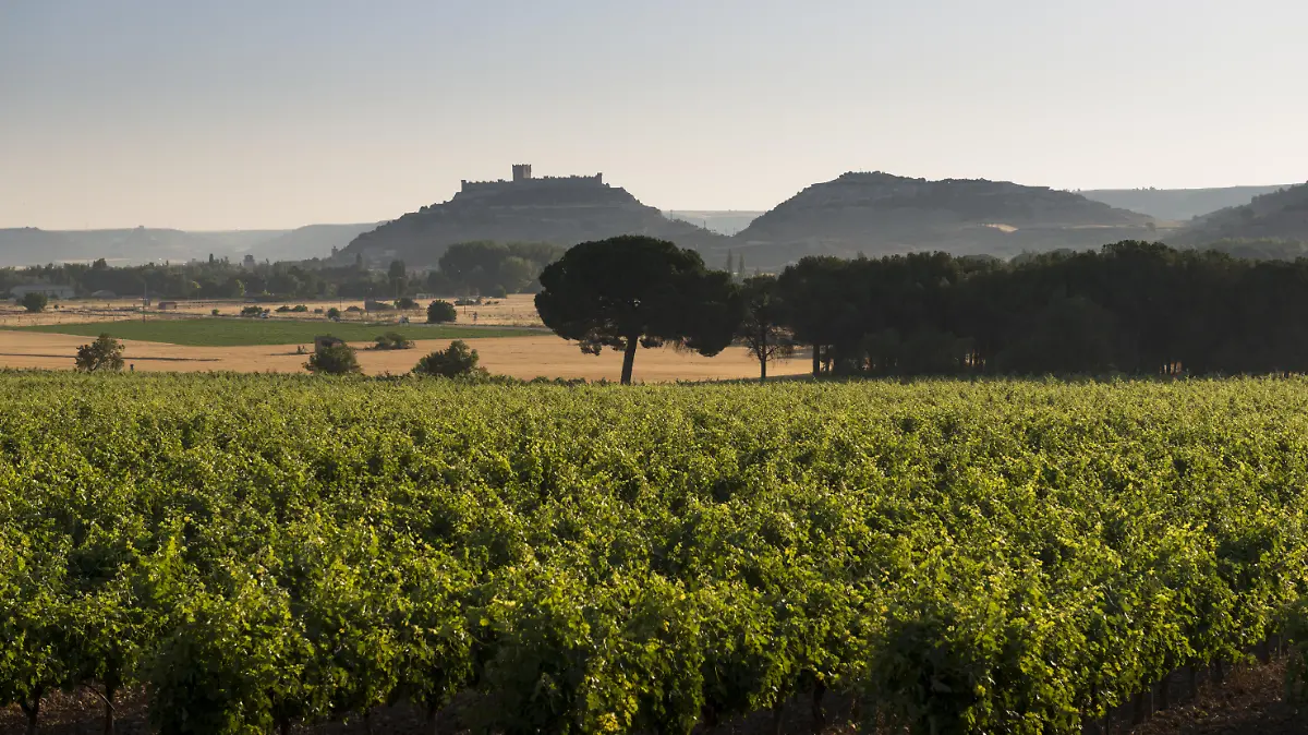 RIBERA DEL DUERO   FOMPEDRAZA 1