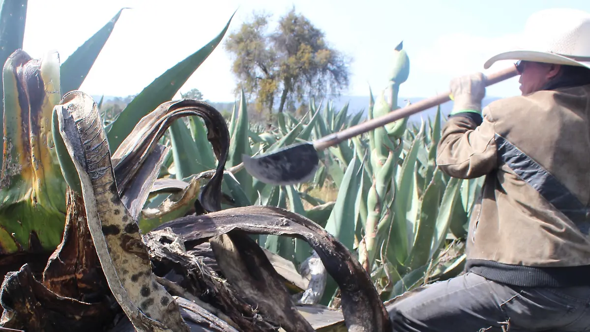 PULQUE 1 Foto Tomás Baños