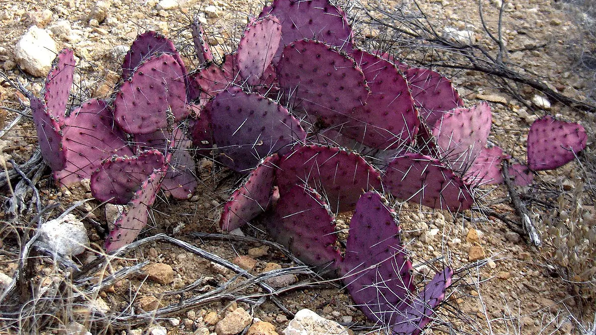 Foto: Creative Commons