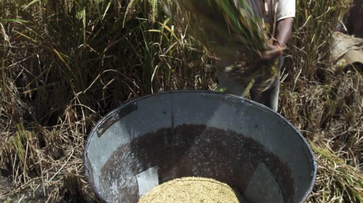 XOCHITEPEC, MORELOS, 04SEPTIEMBRE2016.  Peones cosechan arroz en el campo Tlazala. El arroz que se produce en Morelos es considerado uno de los mejores a nivel mundial. Los productores sortean dificultades que van desde las aves que comen su producto hasta colocarlo en el mercado a buen precio. Aparte de los peones que cosechan el arroz existe el “pajarero” que asusta a las aves con sonidos producidos por latas colgadas de postes, además de los tradicionales “espantapájaros”.FOTO: MARGARITO PÉREZ RETANA /CUARTOSCURO.COM