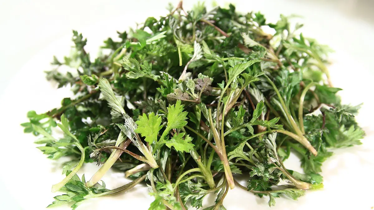 wormwood 1338208 1920